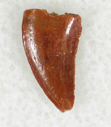 Small Raptor Tooth From Morocco - #23012